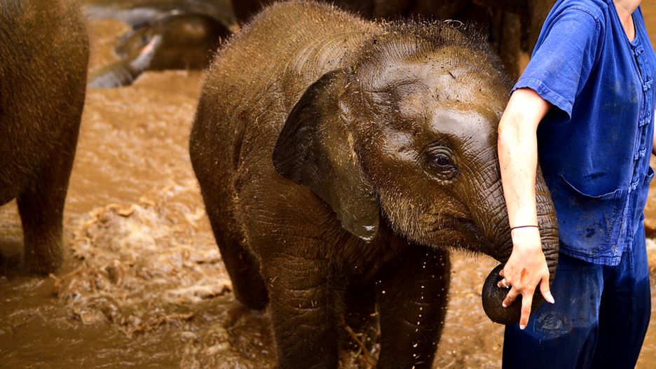 W Patara Elephant Farm każdy może opiekować się słoniem przez cały dzień