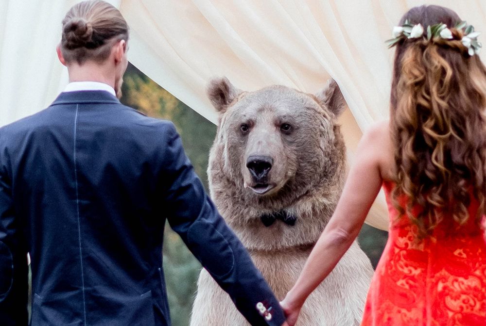 Najbardziej rosyjski ślub na świecie. Ten miś to Stiepan