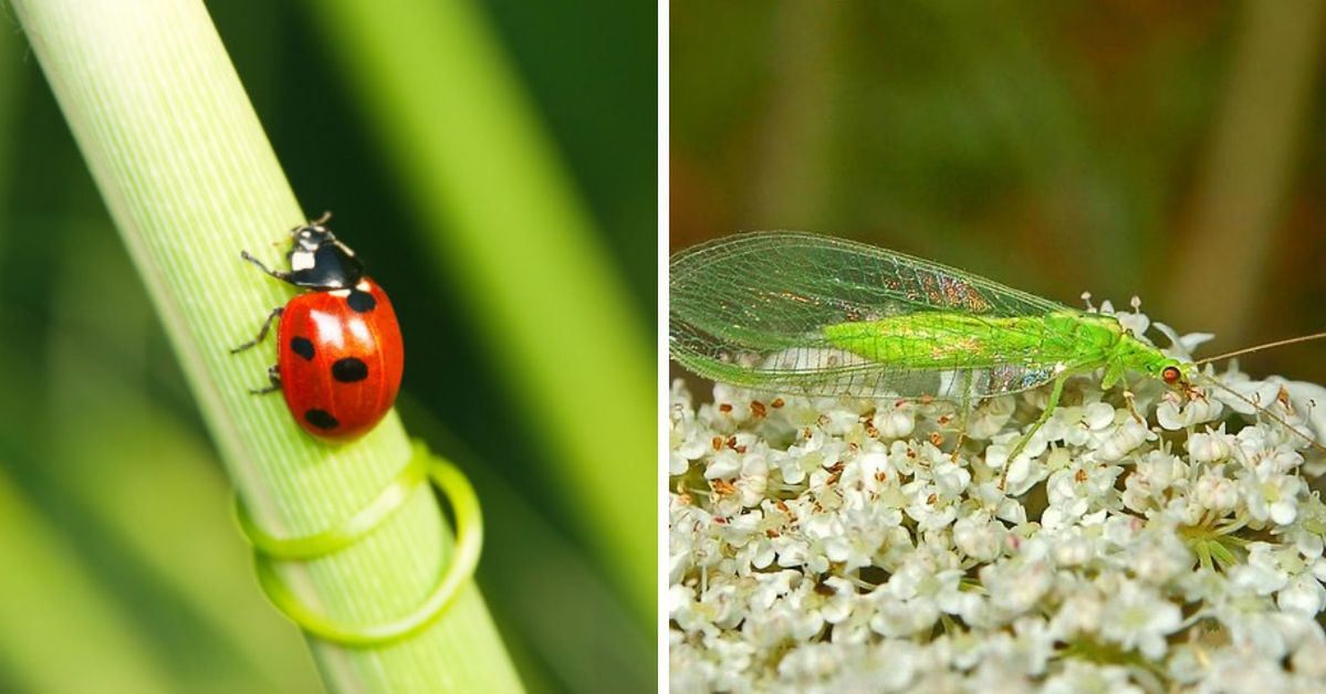 Bug Boxes Help Significant Visitors to Get Through The Hard Winter, Your Backyard is Vital to Keep The Ecosystem Working!