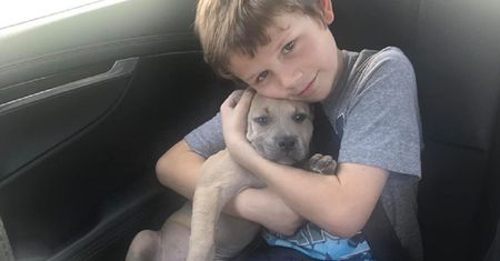 Atak jadowitego węża. Pitbull uratował dzieci