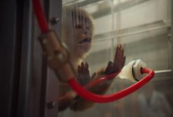 Eksperymentowano na małpach, ale nie na ludziach. Wyjaśniamy metody badawcze niemieckich producentów