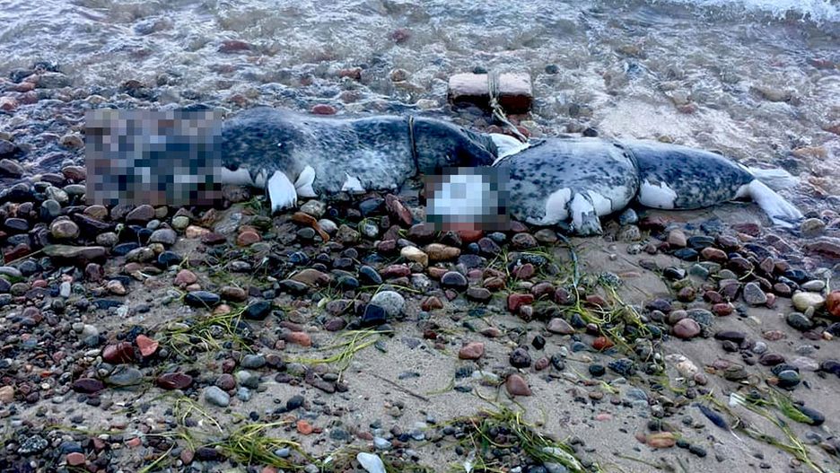 Pierwsze martwe foki znaleziono w Oksywiu w Gdańsku