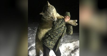 Rosja. Wilk wielkości człowieka zastrzelony