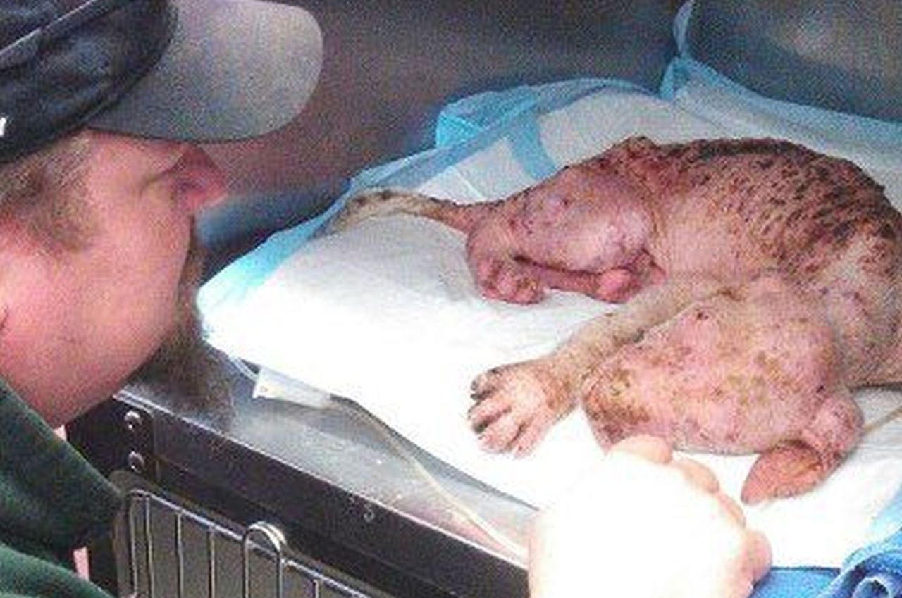 Uratował życie szczeniakowi i wrócił po niego