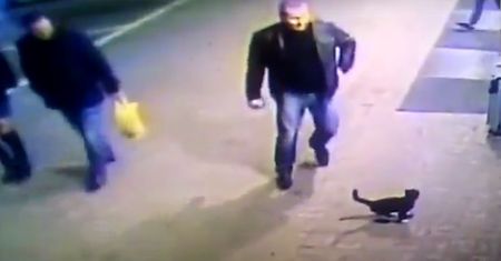 Kopnął kota, wyleciał ze służby. Błyskawiczna reakcja na głupotę