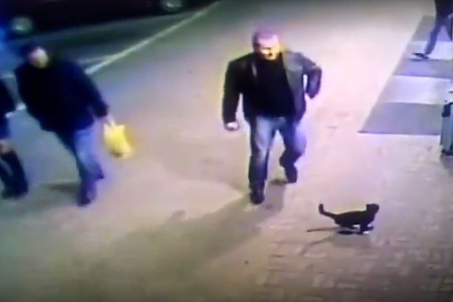 Kopnął kota, wyleciał ze służby. Błyskawiczna reakcja na głupotę 
