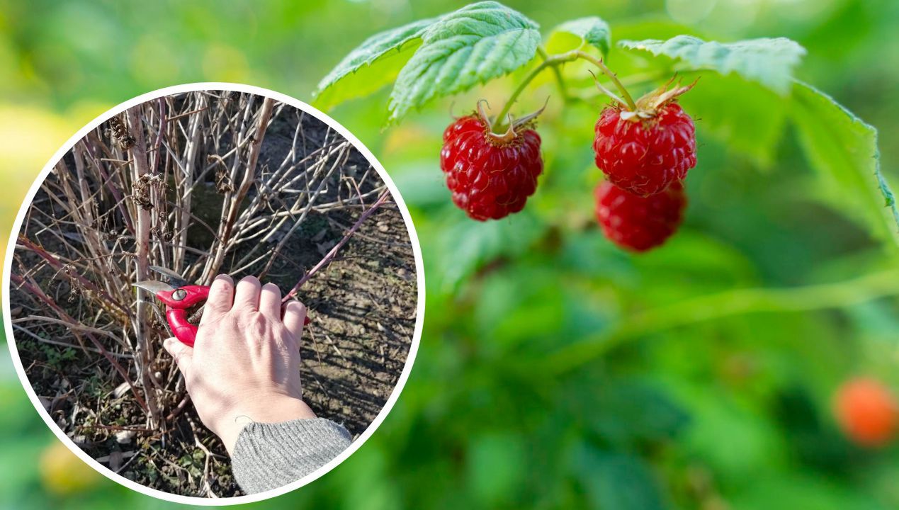 Jak przycinać maliny zimą? fot. freepik / genialne.pl