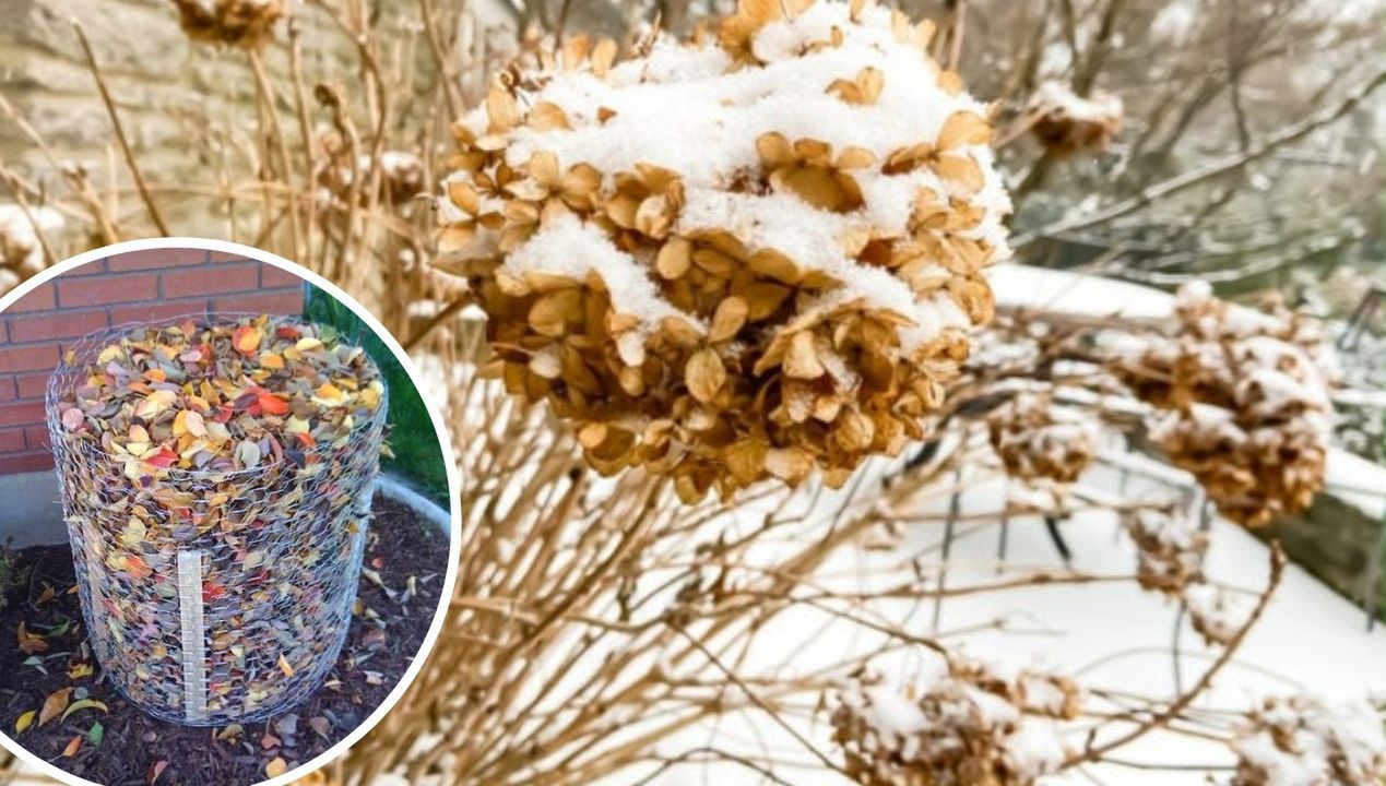 Zabezpiecz hortensje na zimę, wiosną odrodzą się piękniejsze!