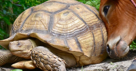 Taka przyjaźń nie zdarza się codziennie