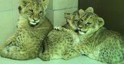 Nowi mieszkańcy gdańskiego zoo. Cztery lwiątka zachwyciły prezydenta miasta