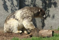 Warszawskie Zoo zaniedbuje niedźwiedzie polarne? Zoo dementuje plotki