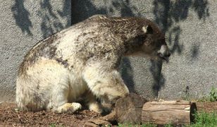 Warszawskie Zoo zaniedbuje niedźwiedzie polarne? Zoo dementuje plotki