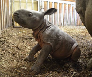 Nowy mieszkaniec warszawskiego zoo. Mały nosorożec podbija serca internautów