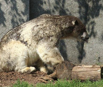 Warszawskie Zoo zaniedbuje niedźwiedzie polarne? Zoo dementuje plotki