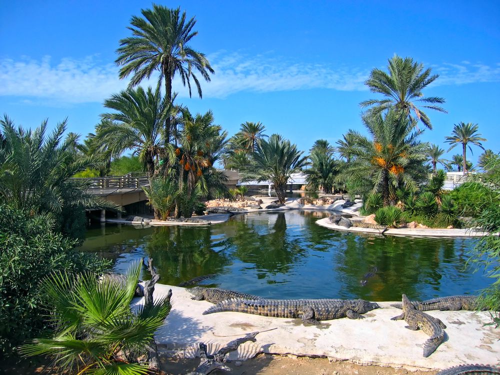 Farma krokodyli w Djerba Explore Park 