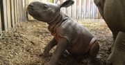 Nowy mieszkaniec warszawskiego zoo. Mały nosorożec podbija serca internautów