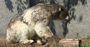 Warszawskie Zoo zaniedbuje niedźwiedzie polarne? Zoo dementuje plotki