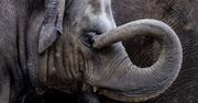 Niezwykłe urodziny w opolskim zoo