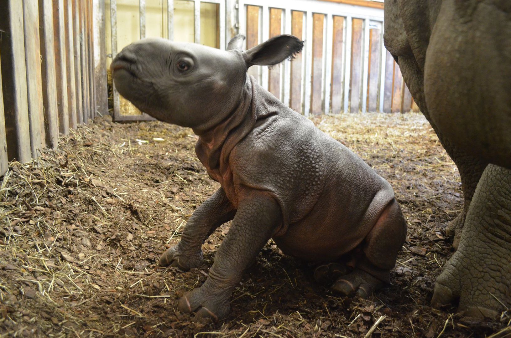 Nosorożec od razu po porodzie potrafi chodzić