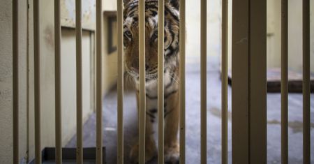 Tygrysy w poznańskim zoo. Zebrano milion złotych dla zwierząt