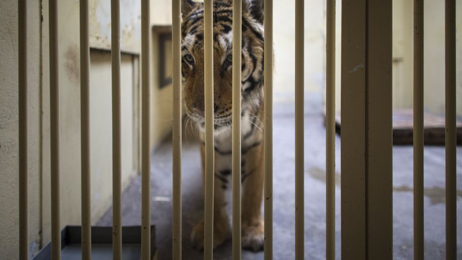 Tygrysy w poznańskim zoo. Jest pierwszy milion ze zbiórki 