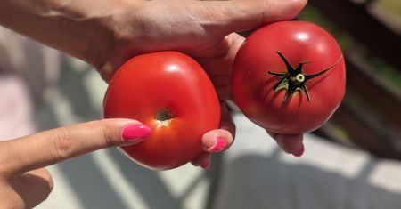 Widzisz takiego pomidora w sklepie? Lepiej omijaj szerokim łukiem