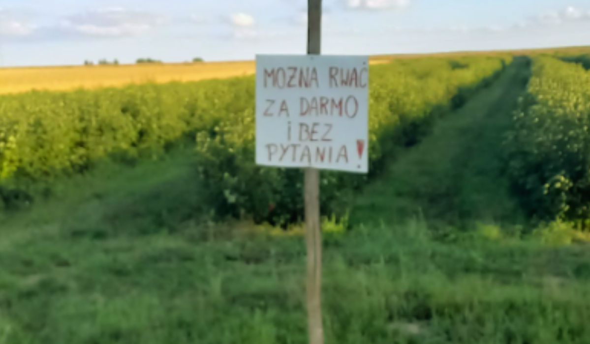 Plantator z Lubelszczyzny zachęca do darmowych zbiorów porzeczki ze swojej plantacji - Pyszności; Fot. Facebook: Piotr Belcarz (screenshot)