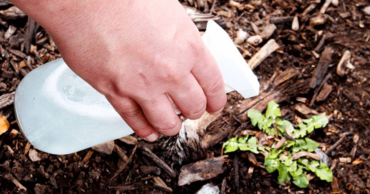 Jak pozbyć się chwastów? 7 naturalnych sposobów