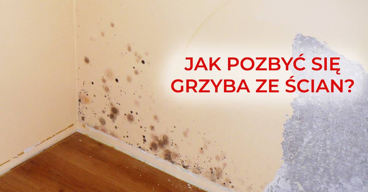 Jak pozbyć się grzyba ze ścian? Remont nie zawsze jest konieczny