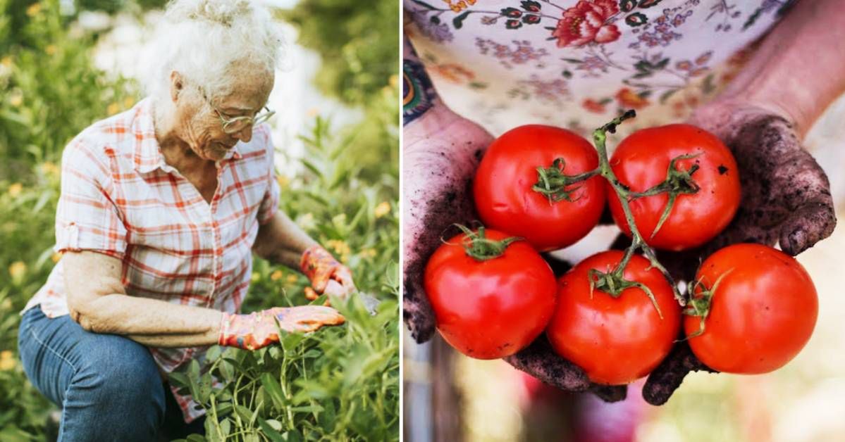 Babcia opowiedziała mi o swojej metodzie uprawy pomidorów. Odtąd moje plony są ogromne