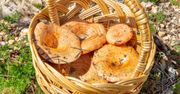 Te grzyby to skarbnica smaku i zdrowia, lecz większość o nich nie pamięta. To duży błąd
