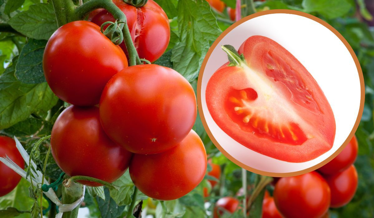 Biały i twardy środek pomidorów to nie przypadek. Gdy poznasz powód, złapiesz się za głowę