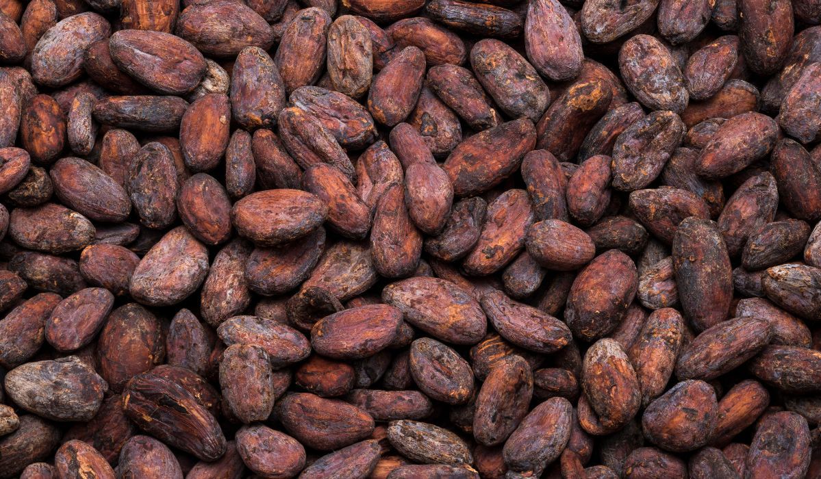 Ziarna kakaowca działają antystarzeniowo - Pyszności; Fot. Adobe Stock