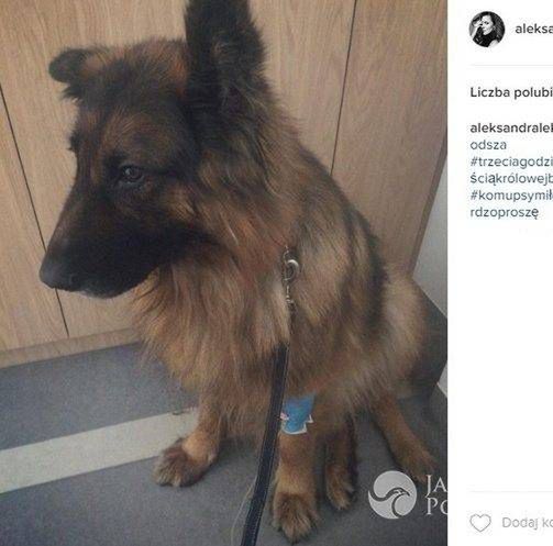 Pies Oli Kwaśniewskiej zachorował