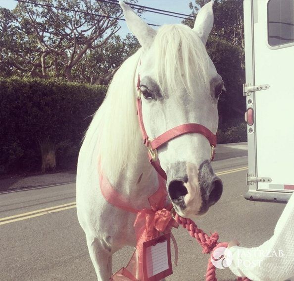 Lady Gaga dostała konia