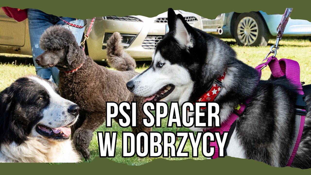 Psi spacer w Dobrzycy – VIDEO