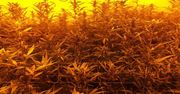 CBŚP ZLIKWIDOWAŁO TRZY PLANTACJE KONOPI, ZABEZPIECZYŁO BROŃ PALNĄ I AMUNICJĘ