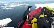 Pingwin wynurzył się z oceanu i wskoczył na łódkę. Niezwykłe nagranie członka australijskiej ekspedycji na Antarktydzie