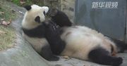 Mała panda uczy się polować z mamą. Zwierzęta wspólnie się tarzały na ziemi
