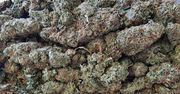 NARKOTYKI SPRZEDAWALI W HURTOWYCH ILOŚCIACH, GŁÓWNIE POWYŻEJ KILOGRAMA