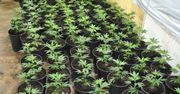 Zlikwidowana domowa plantacja konopi