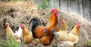 Polacy konsumują ok. 30 kg drobiu rocznie. Branża drobiarska walczy ze szkodliwymi mitami
