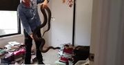 Ogromny pyton ukrywał się w sypialnianej szafie w Australii