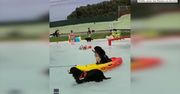 Perros al Agua to park wodny dla psów znajdujący się w Barcelonie. Zwierzęta mogą korzystać z desek surfingowych, kajaków, zjeżdżalni i rampy do skoków