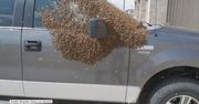 Rój pszczół obsiadł samochód na parkingu przed centrum handlowym w Kanadzie
