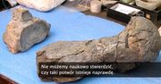 Szkielet starożytnego gada trafił do muzeum w Buenos Aires