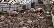 51-LATEK USŁYSZAŁ ZARZUT ZNĘCANIA SIĘ NAD ZWIERZĘTAMI