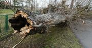Prawie 700 interwencji związanych z silnym wiatrem i opadami deszczu