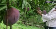 Największe mango świata? Imponujący owoc z Kolumbii waży ponad 4,2kg!