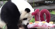 Panda Jiao Qing świętuje 10. urodziny w berlińskim zoo